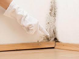 Best Water Damage & Mold Remediation  in Ash Grove, MO